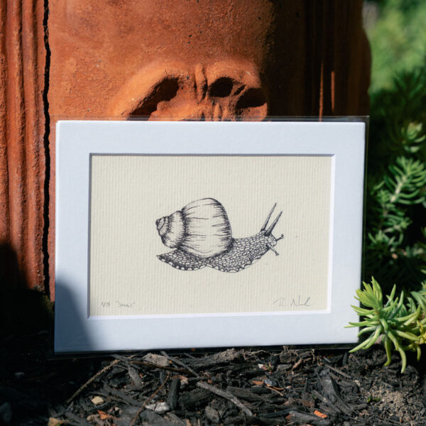 Snail II Print